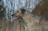 IRISH WOLFHOUND 328